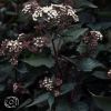 Eupatorium Rugosum Chocolate